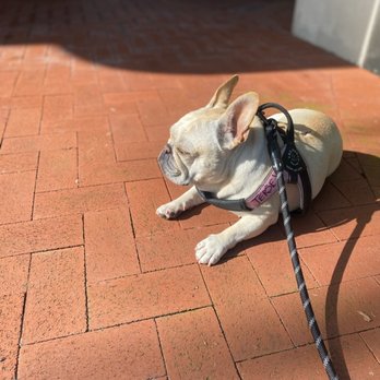 Fetch! Pet Care of Fort Lauderdale