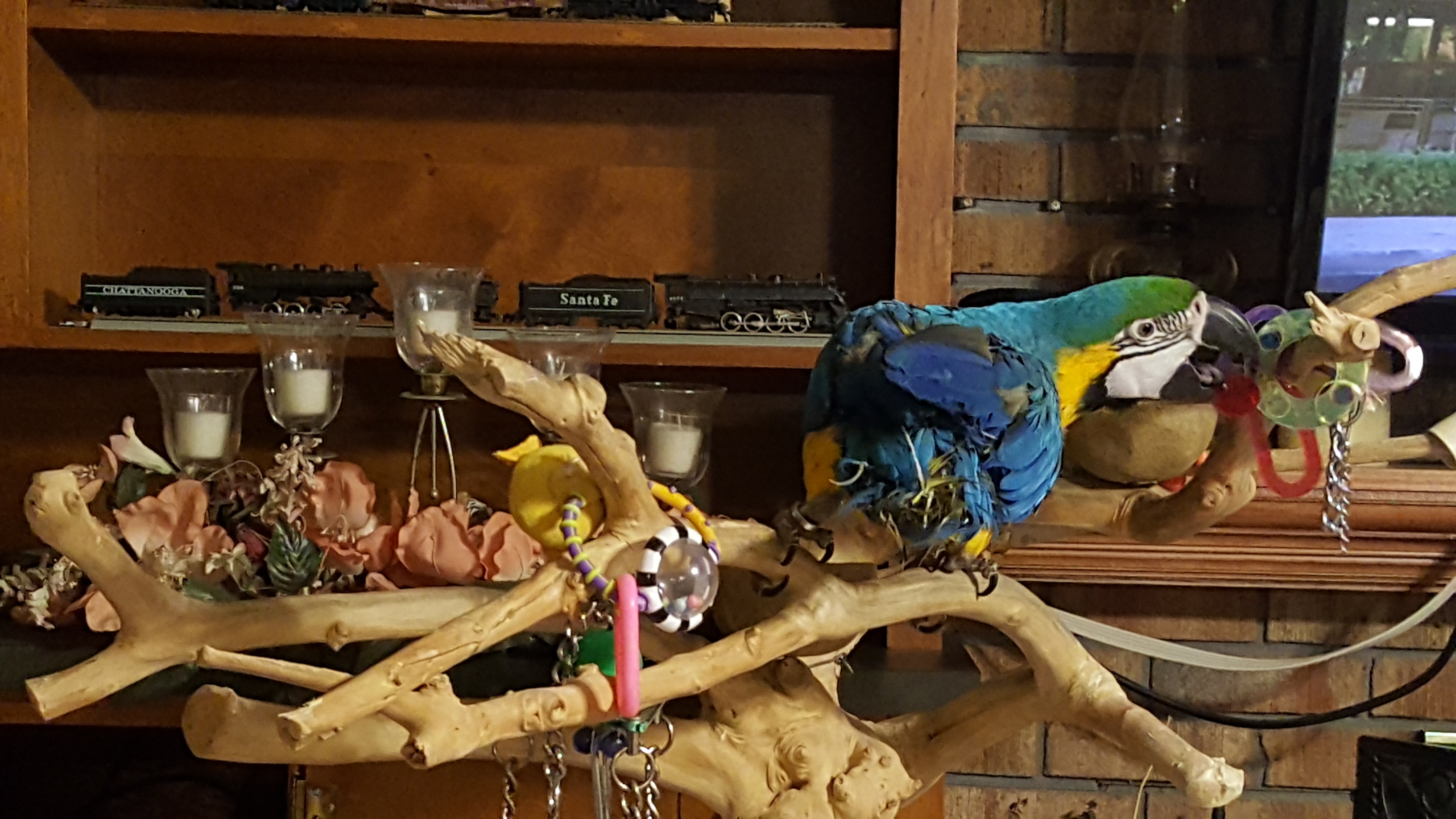 Avian Luxury Suites